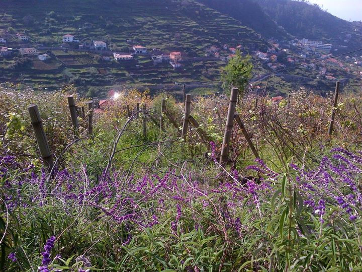 Trilho Pedestre: Levada do Norte
