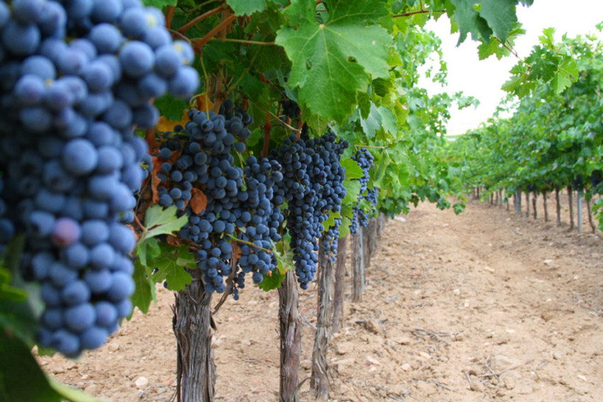 Sightseeing: Day Trip to Toledo + Wine Tasting & Winery Tour 