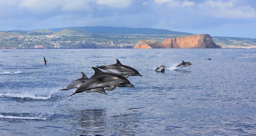 Whale Watching: Half Day