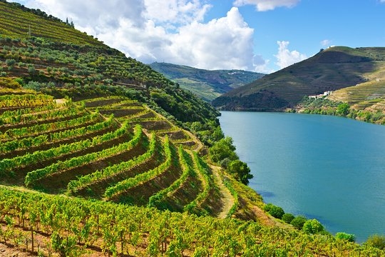 Small Group: Douro Wine Tour 