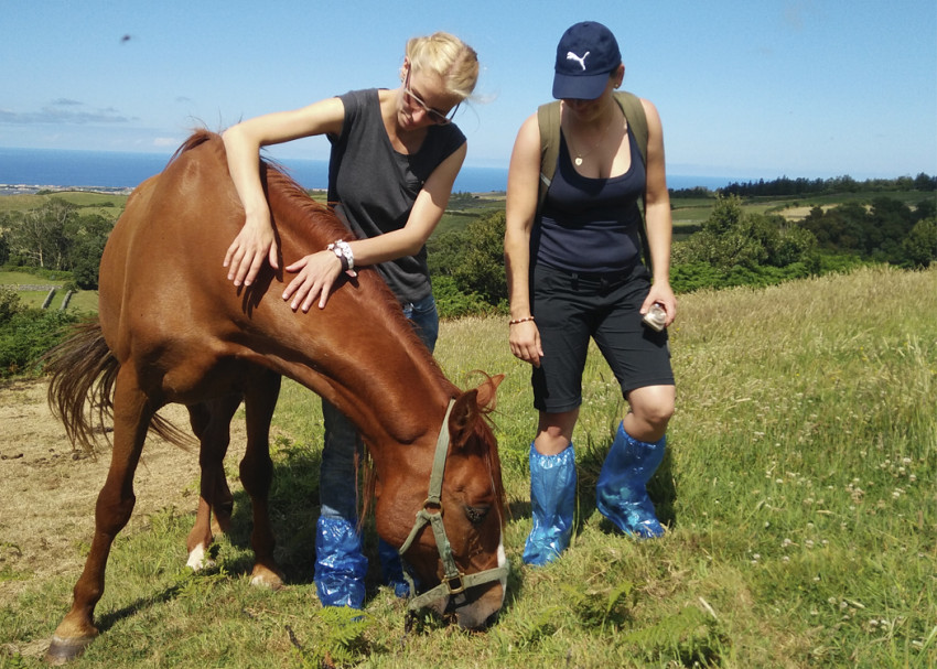 Passeio Temático: Experiência rural autêntica na quinta das vacas felizes nos Açores - Meio dia