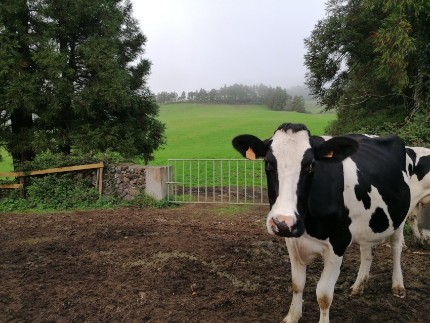 Food & Wine: Authentic São Jorge Cheese Experience