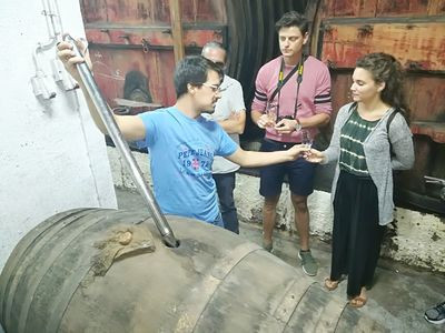 Van Tours: Douro Valley Wine Tour: Visit to Two Vineyards, Cruise and Lunch in Winery