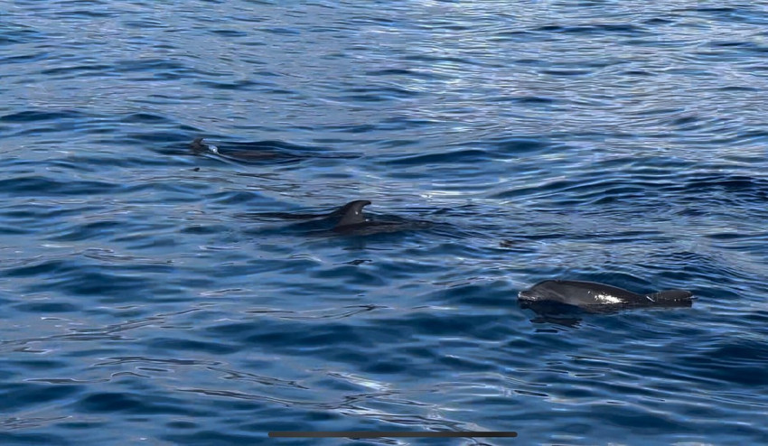 Boat Tours: Dolphin and Whale Watching Cruise