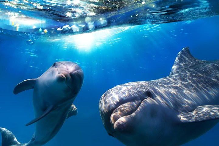 Boat Tours: Dolphin and Whale Watching Cruise