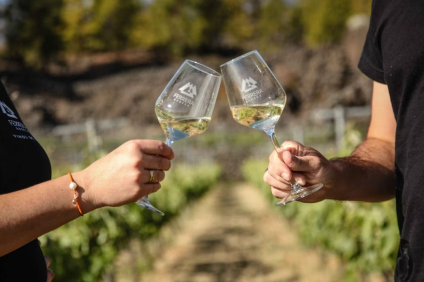 Passeios em terra: Tenerife: Tour de uma Quinta de Vinhos Orgânicos com Degustação e Petiscos
