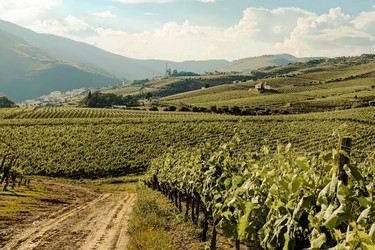 4x4: Quad Rental - 1 Hour