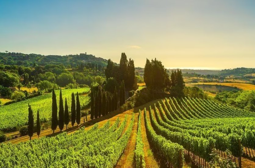 Gastronomia & Vinhos: Rota do Vinho de Frascati a partir de Roma: Degustação e Almoço