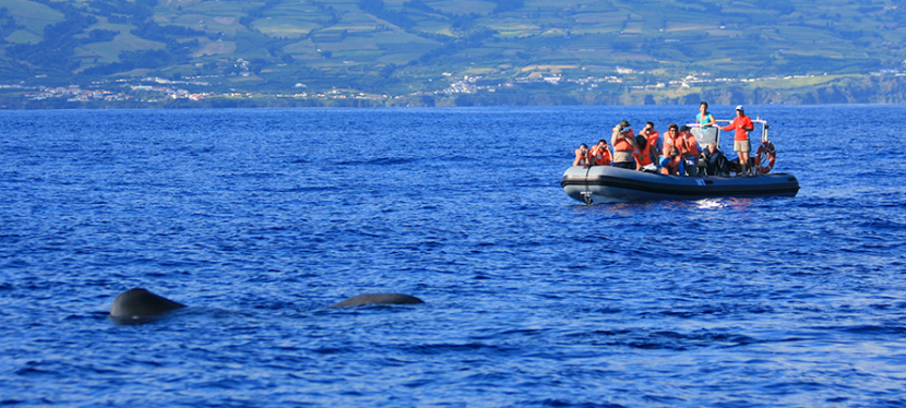 Whale Watching: Half Day