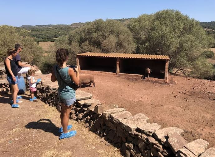 Gastronomia & Vinhos: Fabricação de Queijo e Degustação de Produtos Frescos da Fazenda