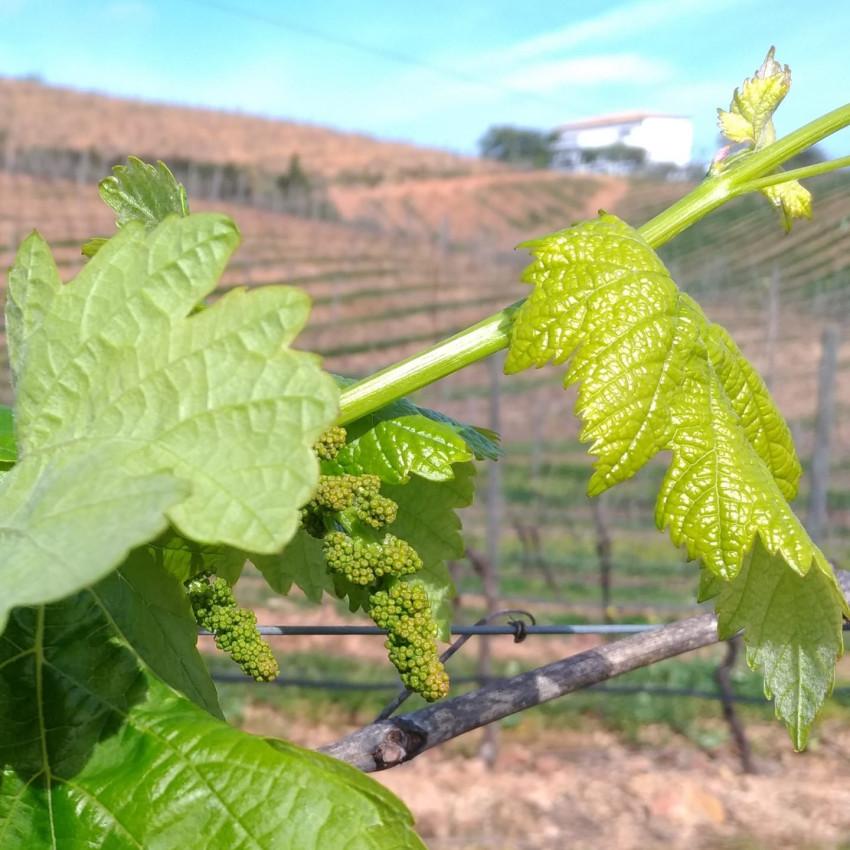 Wine Tasting: Visit to the Cellar with Wine Tasting