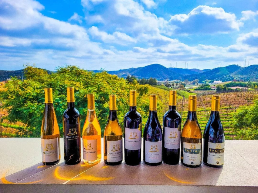 Wine Tasting: Visit to the Cellar with Wine Tasting and Tapas