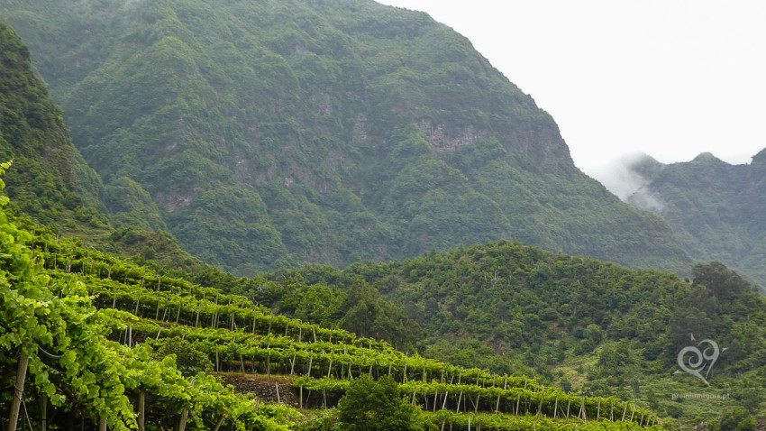 Private: Madeira Wine Tour