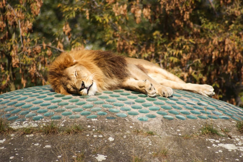 Cultural Tours: Warsaw: Zoo Skip-the-Line Entry Ticket with Private Transport