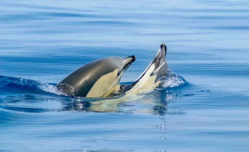 Boat Tour: Dolphins & Benagil Caves - Catamaran