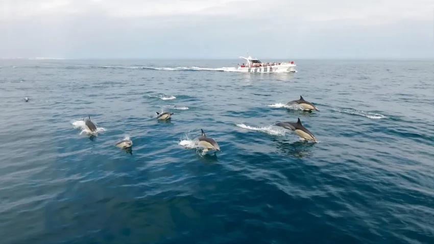 Boat Tour: Dolphins & Benagil Caves - Catamaran