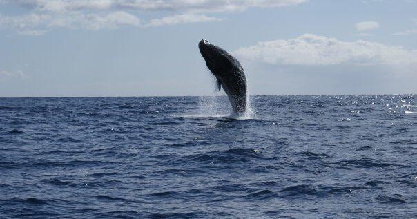 Whale Watching : Half Day