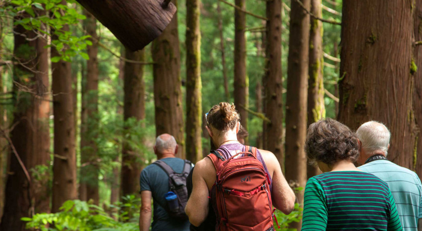 Private: Levadas Hiking Trail Half Day