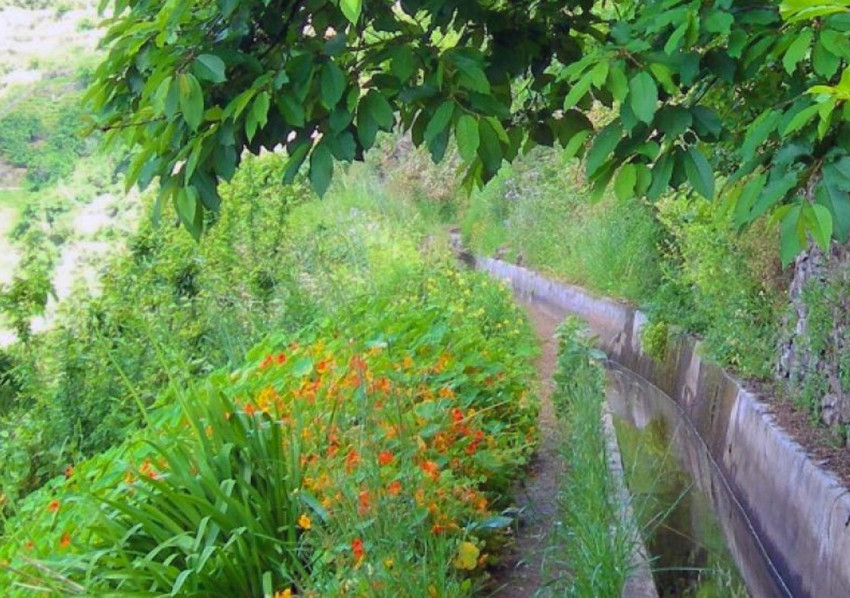 Hiking Tour: Rota do Vinho / Levada do Estreito (Half Day)