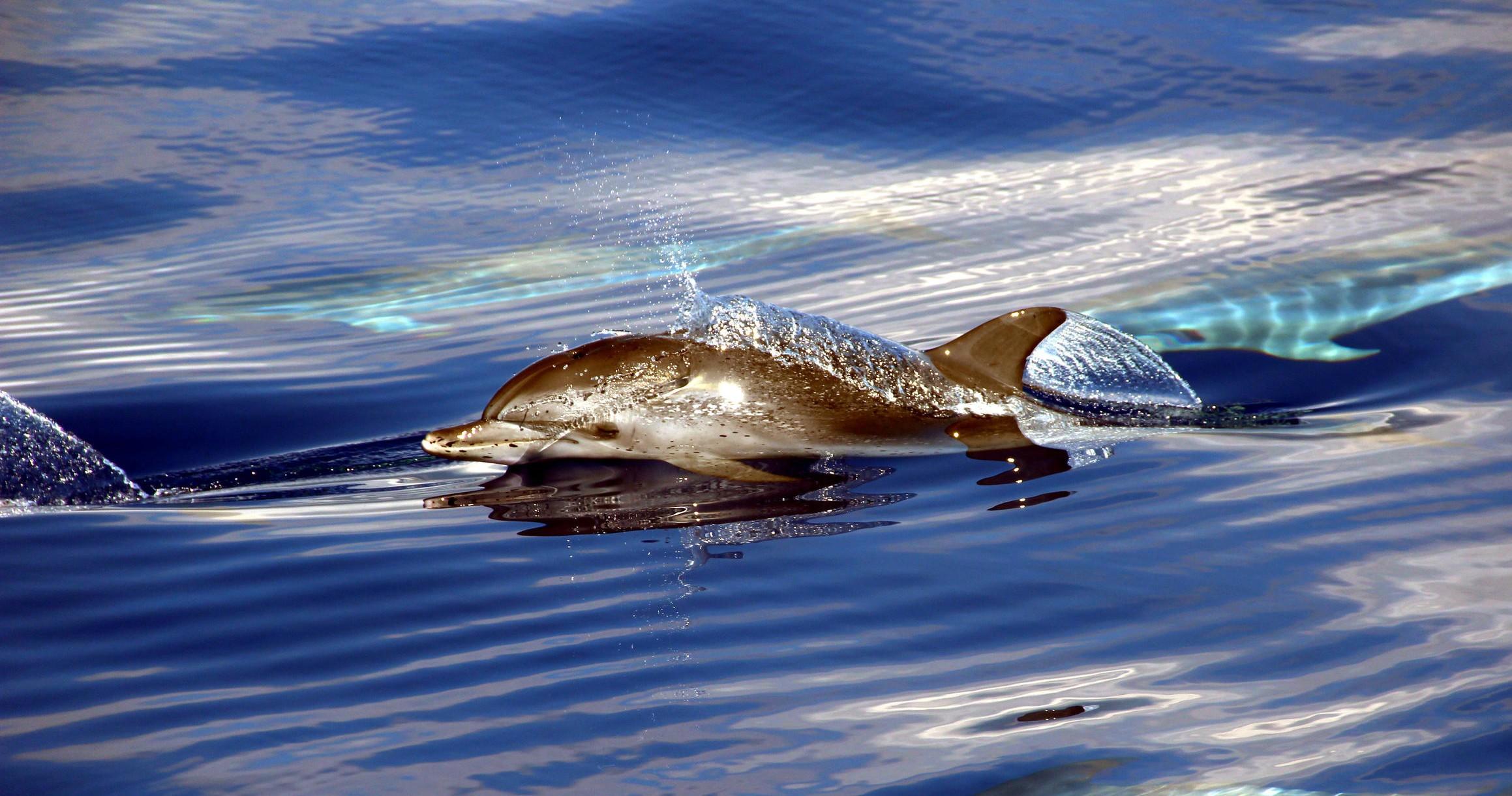 Catamaran: Whale Watching
