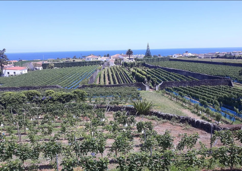 Degustação Vinhos: Prova de Vinhos