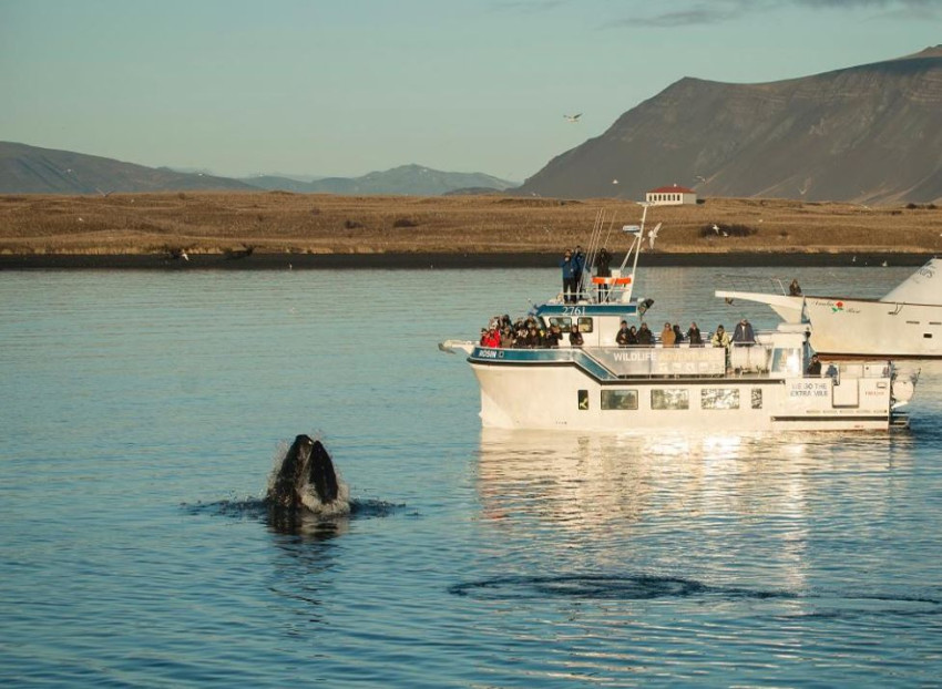 Passeios de Barco: Reykjavík: Exposição de Observação de Baleias e Baleias da Islândia