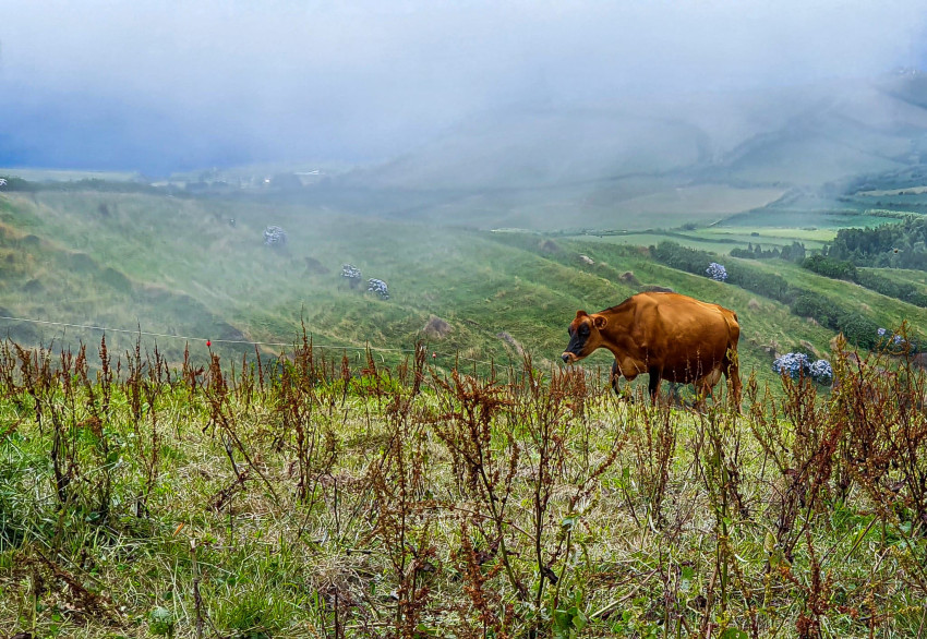 Van Tour: Half Day Sete Cidades