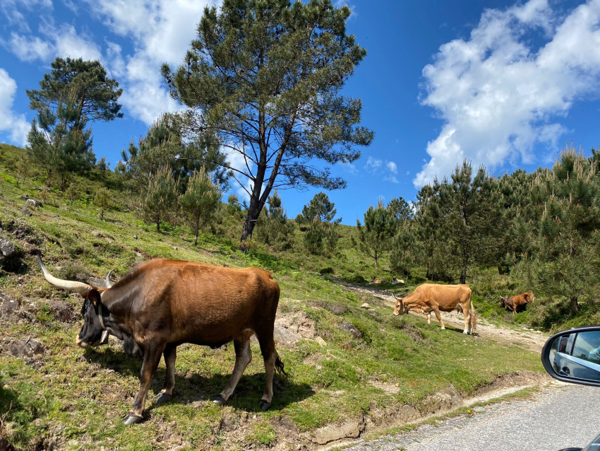 Private: Gerês National Park Tour