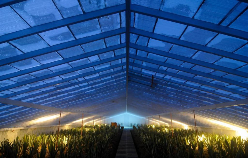 Passeio Cultural: Jantar na Estufa do Ananás com Acesso Exclusivo à Piscina Quente