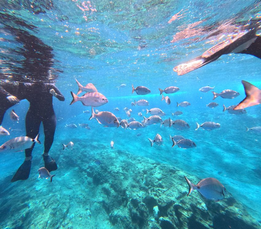 Barco: Snorkeling tour Ilhéu de Vila Franca do Campo