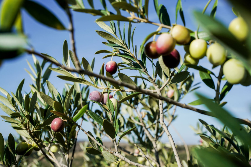 Cultural Experience: Olive Harvest at Quinta da Pacheca