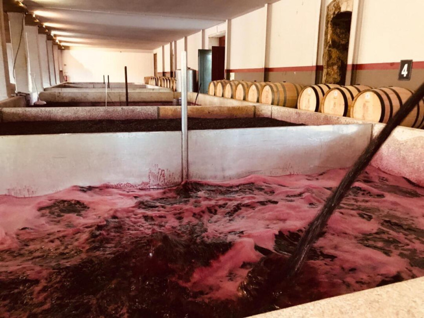 Cultural Experience: Guided Tour, Wine Tasting & Traditional Wine Pressing