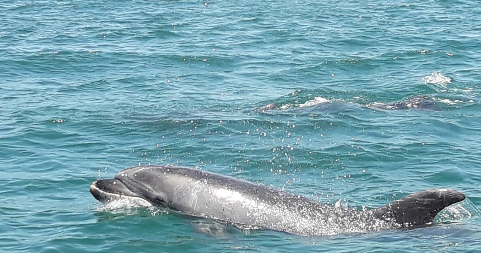 Boat: Dolphin Watching - Half Day