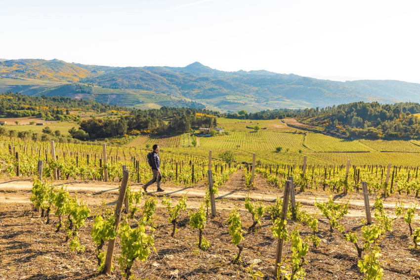 Experience Pack: Douro Demarcated Region - UNESCO World Heritage