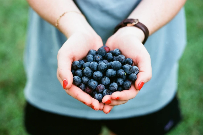 Hiking Tours: Blueberry Hike - 4km - Easy