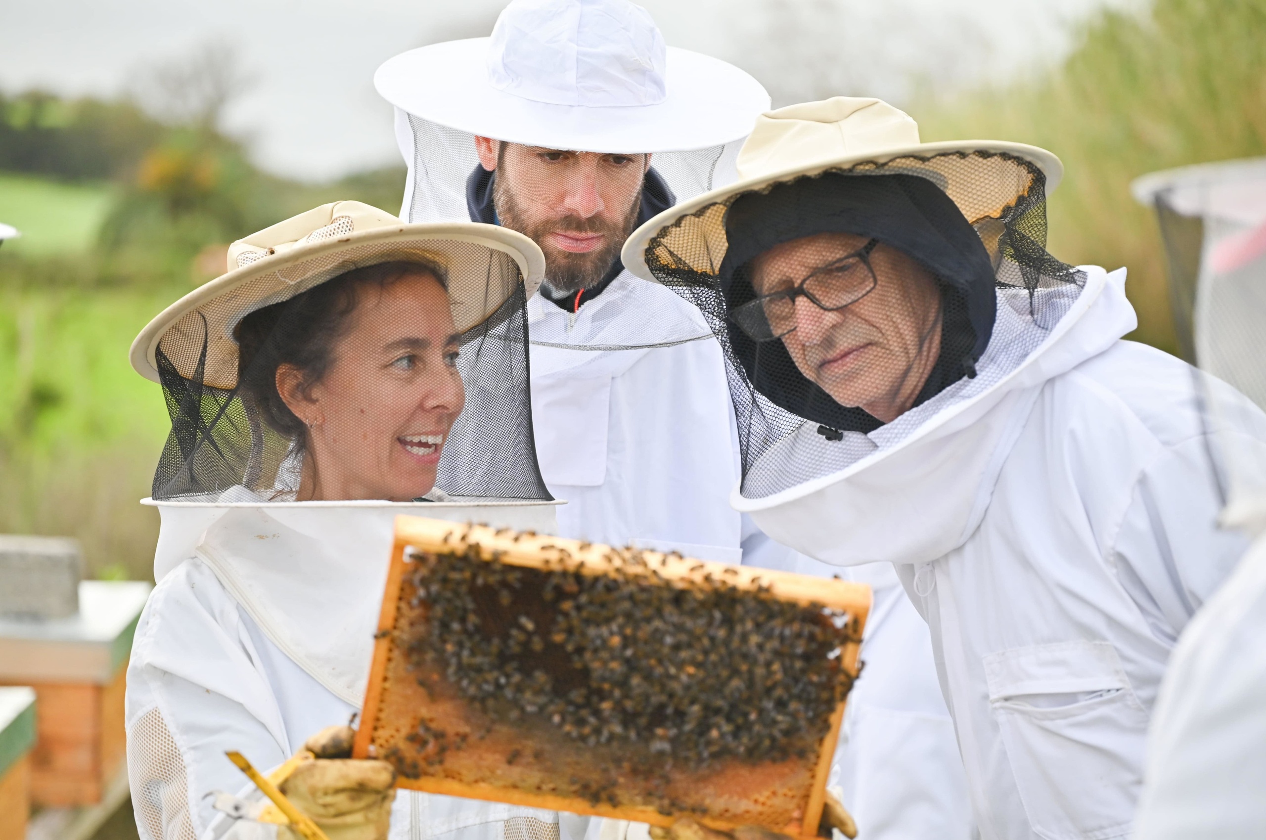 Van Tour: Bee Inspired: A Journey Through Central Azores and a Visit to an Apiary