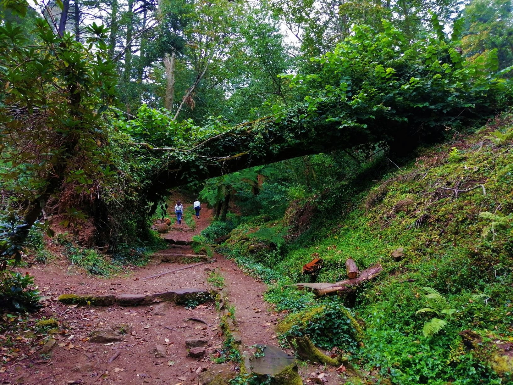 Walking Tour: Bussaco Forest Experience