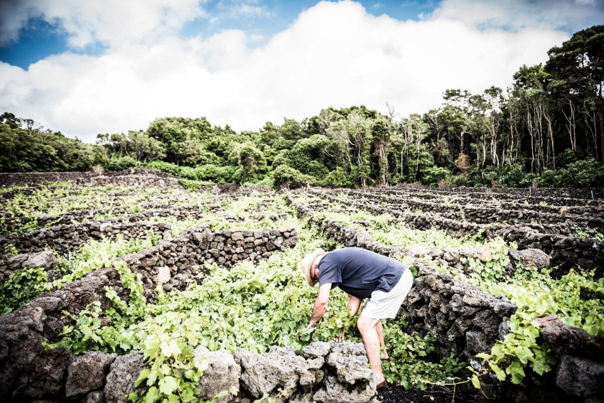Food & Wine: Prova de Vinhos: Atlântica