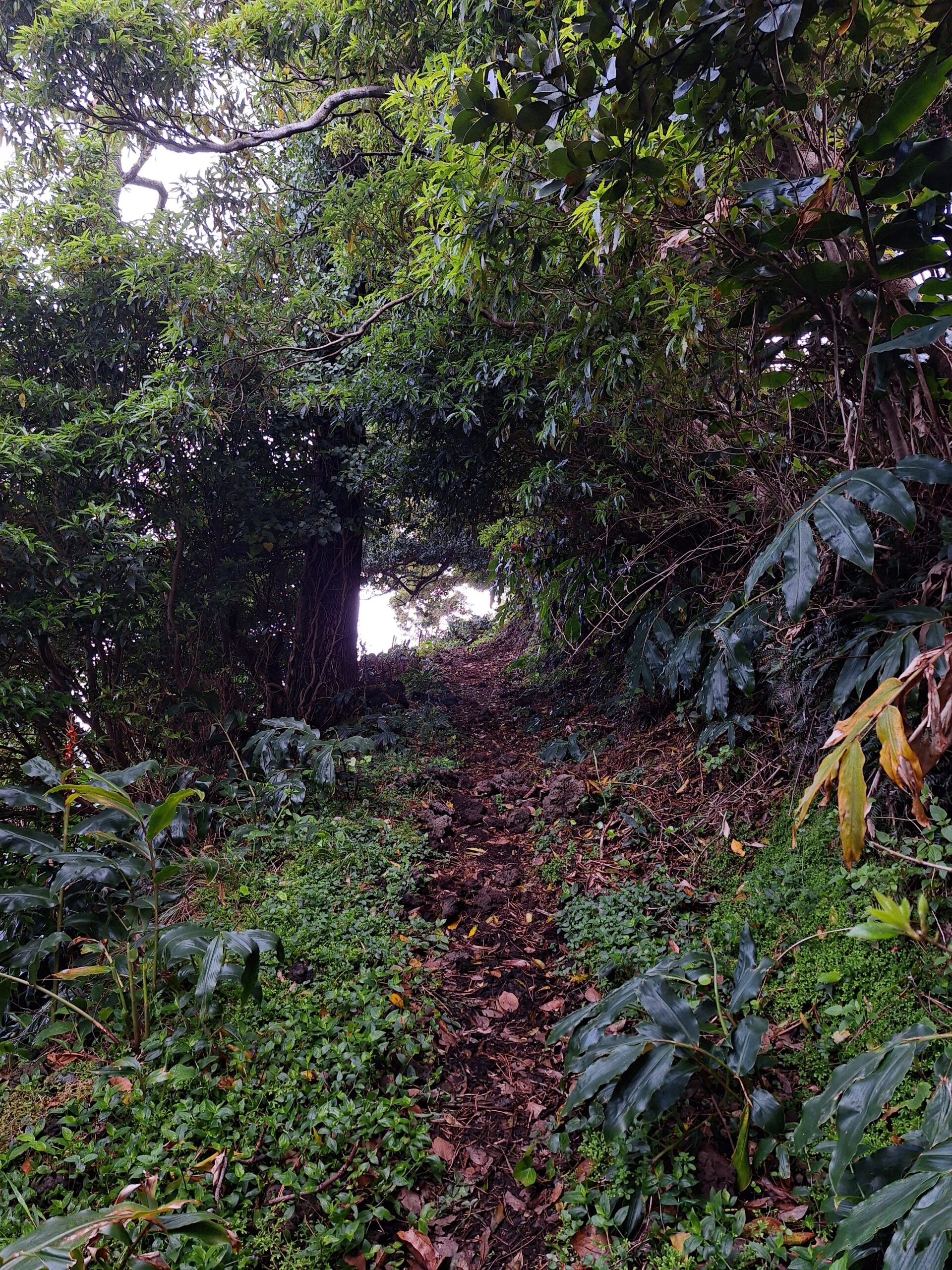 Hiking: Pico East Coast Hike