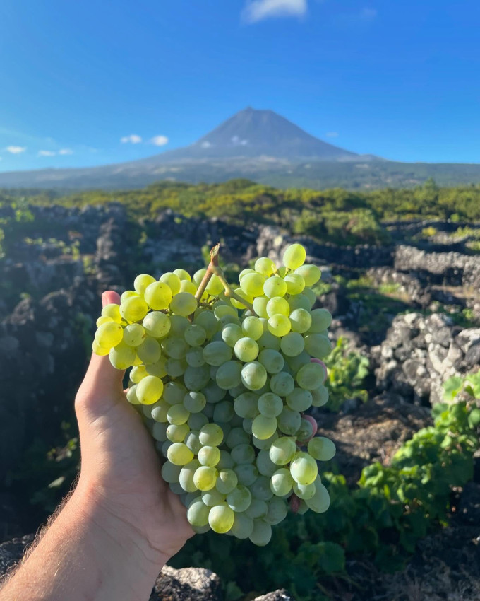 Gastronomia: Visita e Prova de 3 Vinhos