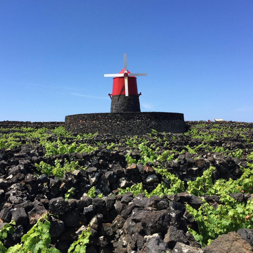 Food & Wine: Visit & Tasting of 3 Wines