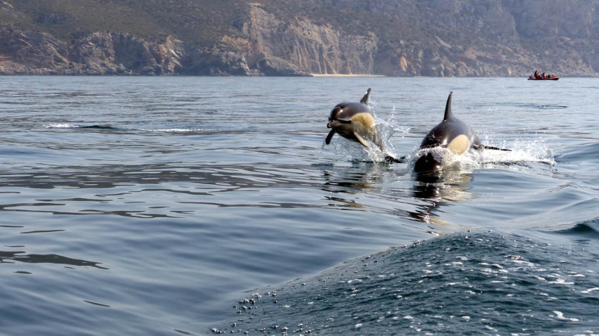 Boat: Dolphin Watching