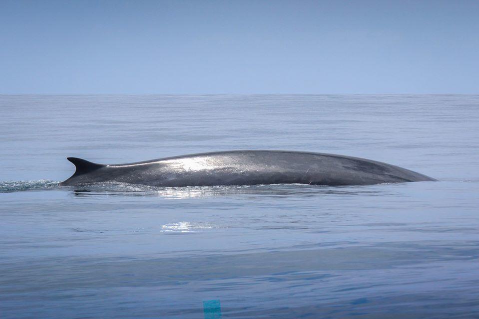 Observação de Cetáceos: Meio Dia