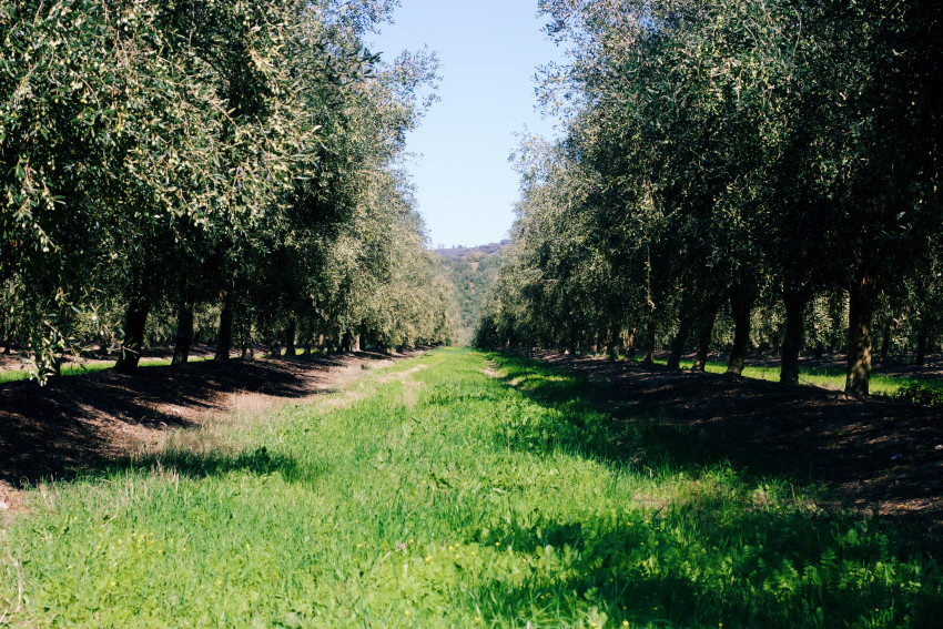 Olivotourism : Visit to the Lagar