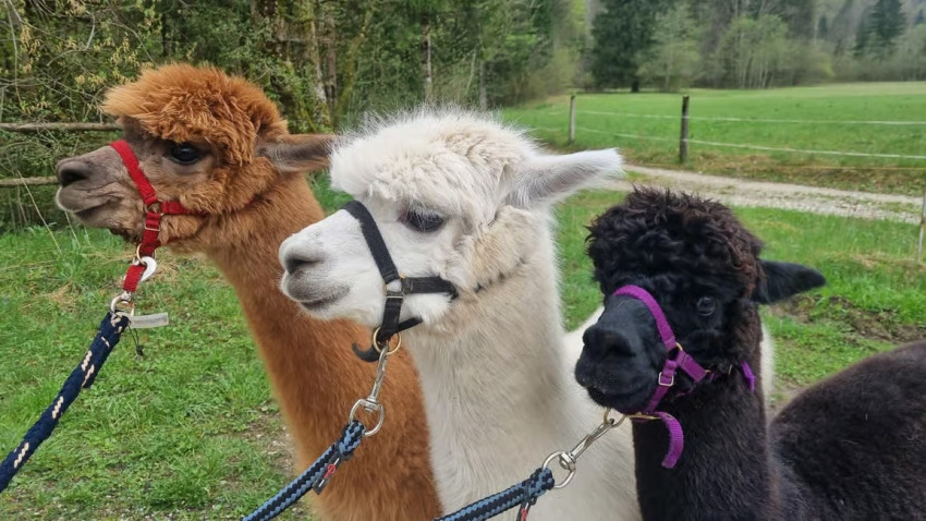 Sightseeing: Walking with Alpacas - Domačija Loncnar - Bohinj