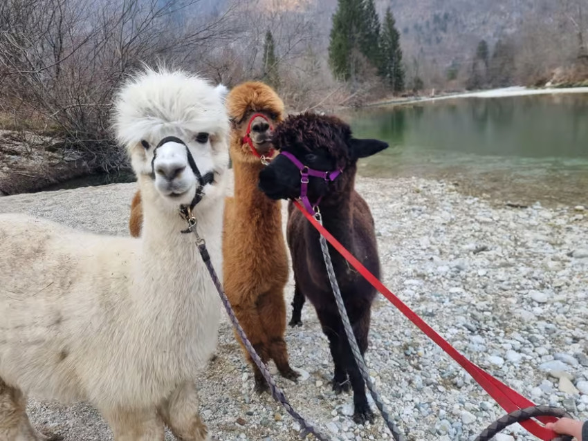 Sightseeing: Walking with Alpacas - Domačija Loncnar - Bohinj