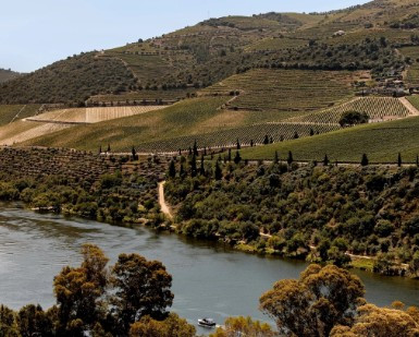 Wine and Vineyards: Val Moreira Route