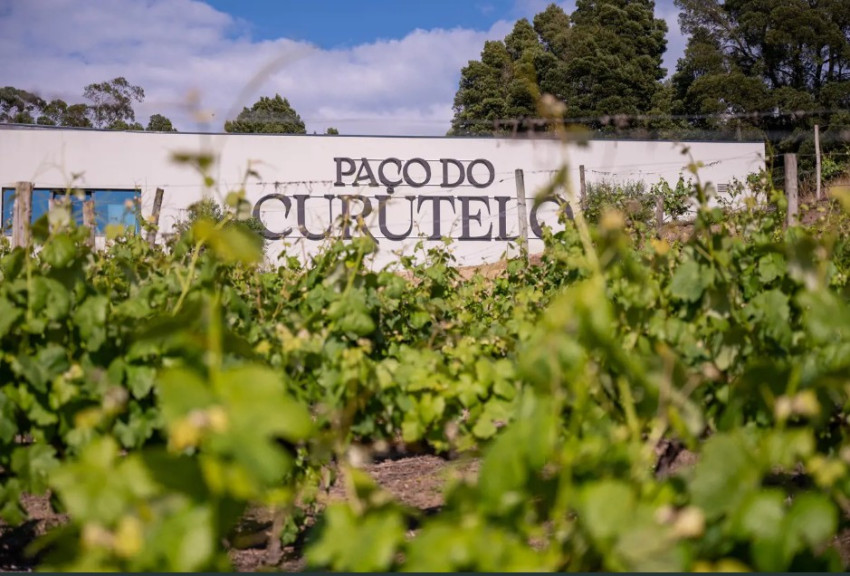 Wine and vineyards: From Minho to Douro - Paço do Curutelo