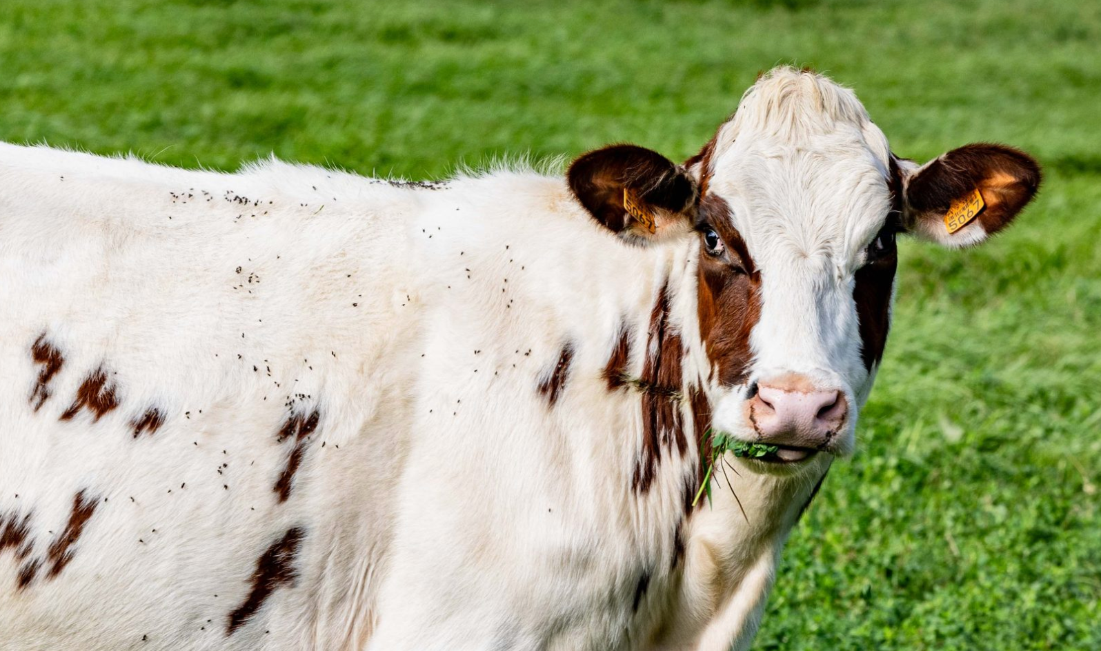 Thematic Tours: Dairy Farm Experience